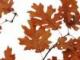 今天屬相雞準(zhǔn)貴人(屬雞今年遇什么貴人)