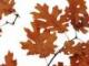 11月11日是什么節(jié)日(11月11日是什么節(jié)日能無限打游戲嗎)